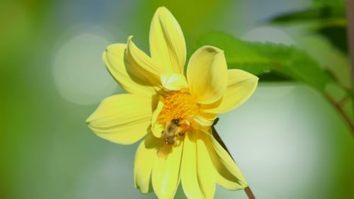 Bumblebee On Dahlia Flower