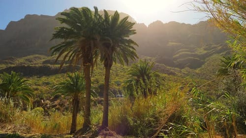 Palm Trees, Sunset and Mountain Silhouettes