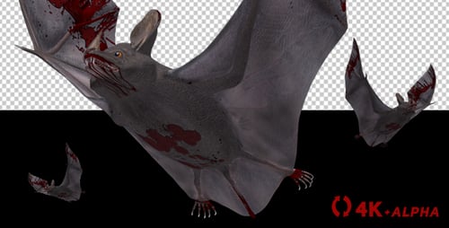 Vampire Bat in Blood - Flying Cycle - Down Angle - 4K
