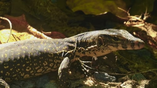 Varanus Salvator Macromaculatus
