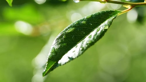Lush Green Leaves Adorned with Water Droplets