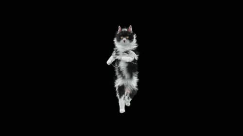 Katze tanzt HD