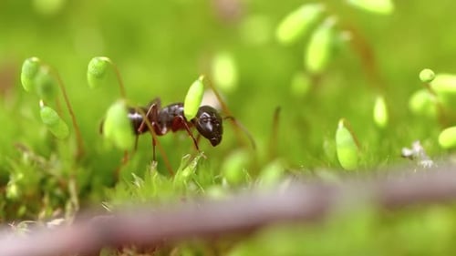 Ant Close-up in the Wild.