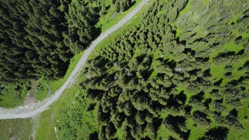 Summer Season Mountain River and Pine Tree Forest Aerial Footage