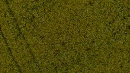 Yellow Canola Field Aerial Drone View, Rapeseed Blossom Field with Strips of Bright Yellow Rape