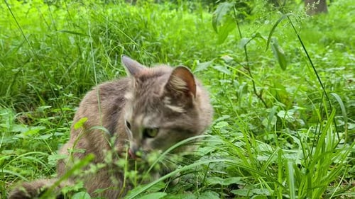 Tabby Cat Sitting Peacefully in Green Grass