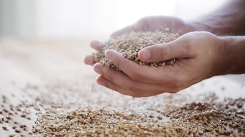 Hands Holding Grains of Wheat
