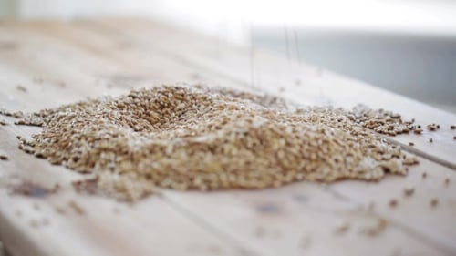 Hand Sifting and Releasing Pile of Wheat Grains