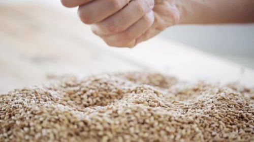 Hand Sifting Grains