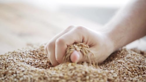 Hand Sifting Golden Wheat Grains