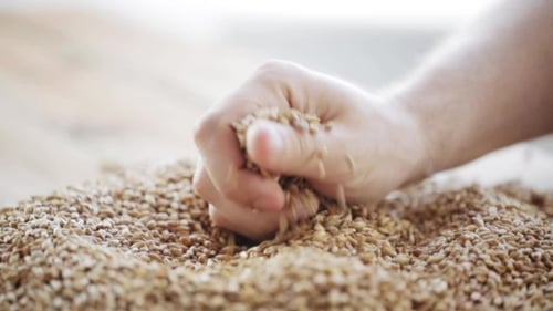 Hand Pours Grains in Close Up Shot