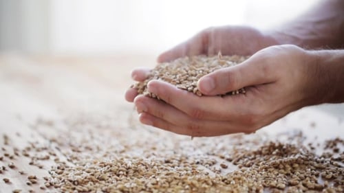 Farmer's Hands Holding Healthy Natural Grains