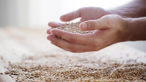 Hands Holding and Pouring Grains of Wheat