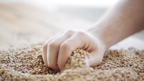Hand Scooping Pile of Dry Wheat Grains