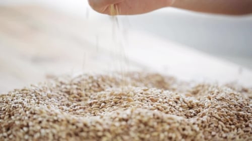 Hand Pours Golden Grains in a Close-up Shot