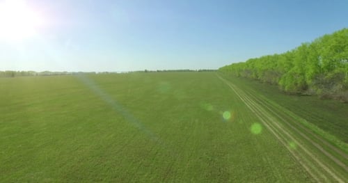 Aerial View. Low Flight Over Green And Yellow Wheat Rural Field.