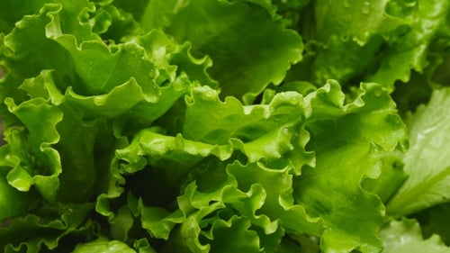 Fresh Green Lettuce Close Up with Water Droplets