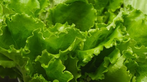 Fresh Green Lettuce Leaves Close Up