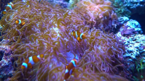 Anemonefish