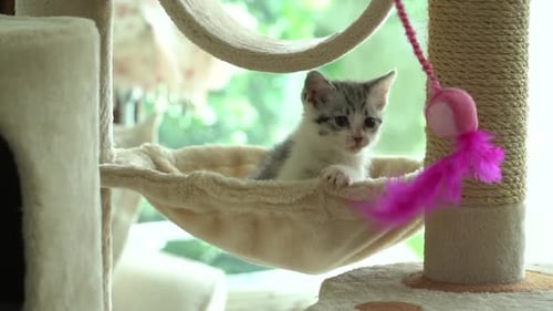 Cute Persian Cat Playing Toy On Cat Tower Slow Motion