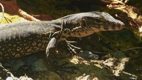 Varanus Salvator Macromaculatus