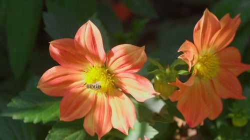 Fleur de Dahlia à la mouche,