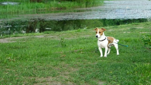 Jack Russell Terrier Standing on Leash Near Water
