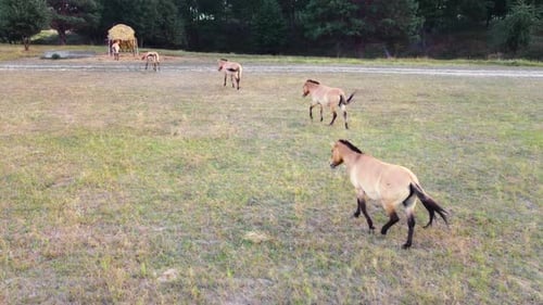 Herd Of Horses In Wild Nature at Meadow Animal Breeding Ecology Exploration Power Concept Aerial