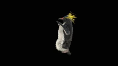75 Penguin Dancing HD
