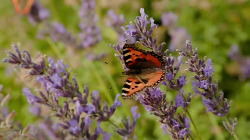 One Large Butterfly Moving Over Green Plant in the Garden