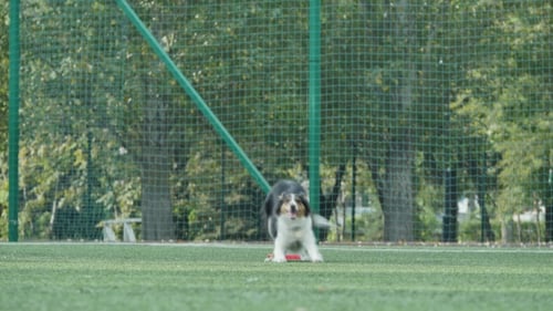 Girl With a Trained Dog