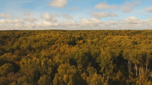 Autumn Forest