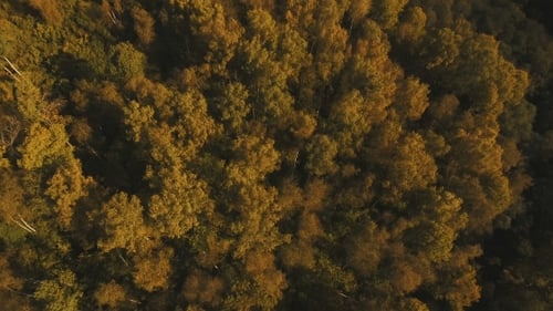 Autumn Forest,aerial View.