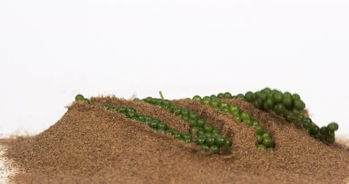 Fresh green pepper, piper nigrum, spice falling in pepper ground on white background, slow motion 4K