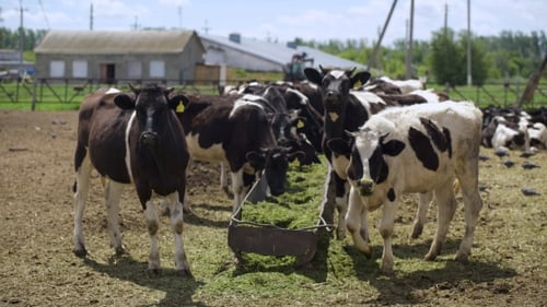 Cows Feeding at Trough on Sunny Farm