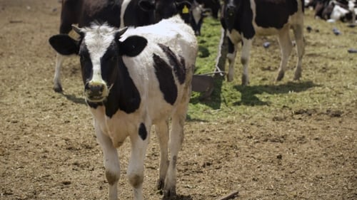 Cows Standing Together in Rural Farm Field