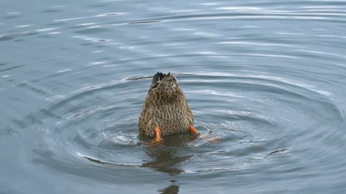Footage Duck Swimming On The Lake In Park