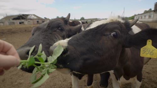 Cows Feeding on Farm, Rural Agriculture