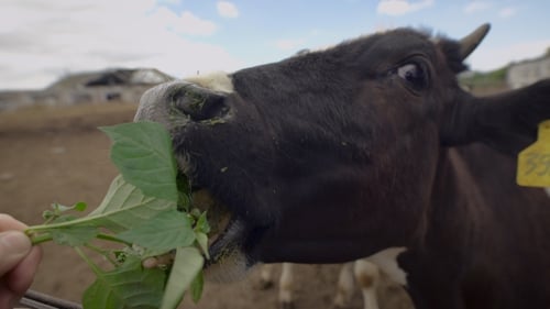 Cow Eating Green Leaves Hand-Fed at Farm