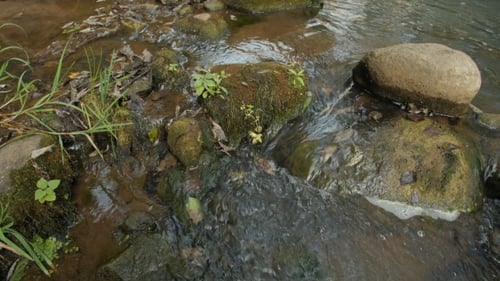 Creek In a Forest - A Clear Creek In a Forest.