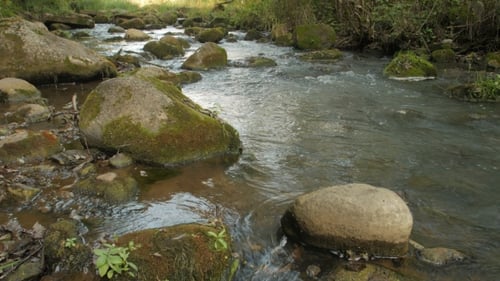 Creek In a Forest - A Clear Creek In a Forest.