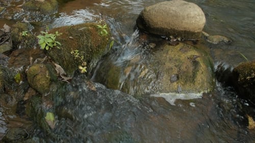 Creek In a Forest - A Clear Creek In a Forest.