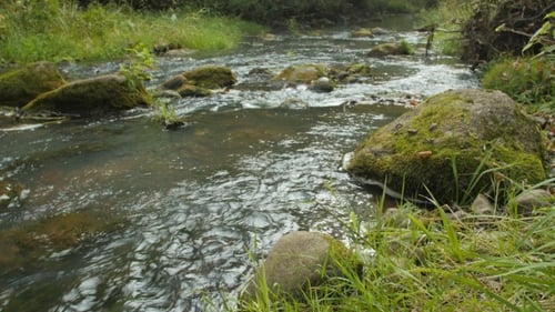 Creek In a Forest - A Clear Creek In a Forest.