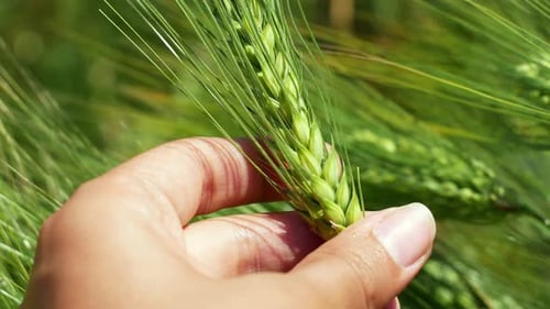 The farmer holds wheat in his hand. Ripening of ears of a meadow wheat field.