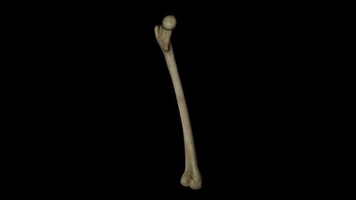 Human Femur Bone Rotating for Medical and Educational Content