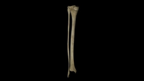 Rotating Human Tibia and Fibula Bones 3D Medical Animation