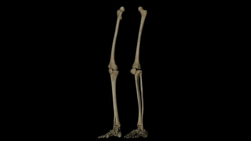 3D Human Leg Bones Anatomical Rotation Animation