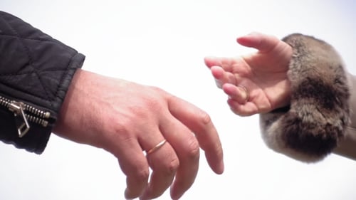 Man and Woman Hands Shaking Close Up