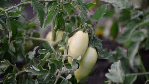 Grüne Tomaten auf dem Bett auf freiem Feld