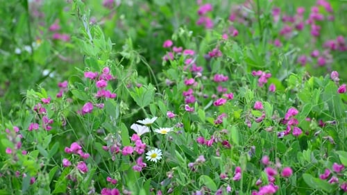 Fragment Of Beautiful Meadow With Wild Flowers, Russia